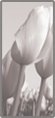 Image:product